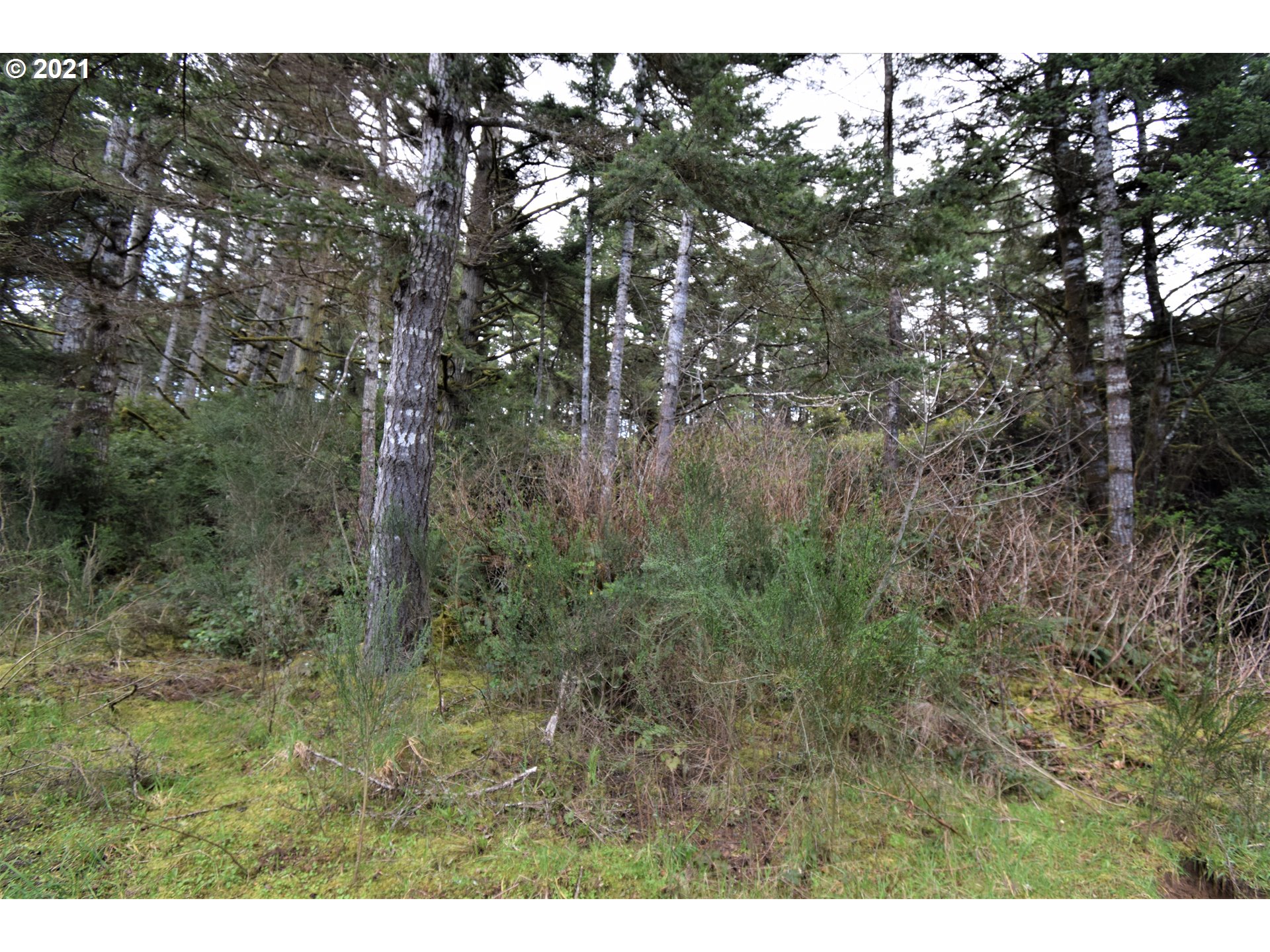 67071 Spinreel Road North Bend, OR 97459 - Photo 6 of 13 a view of a forest with trees