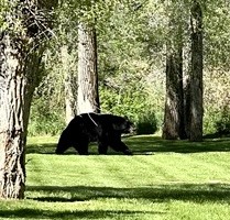 27095 Fire Song Road Steamboat Springs, CO 80487 - Photo 33 of 39 a view of a garden