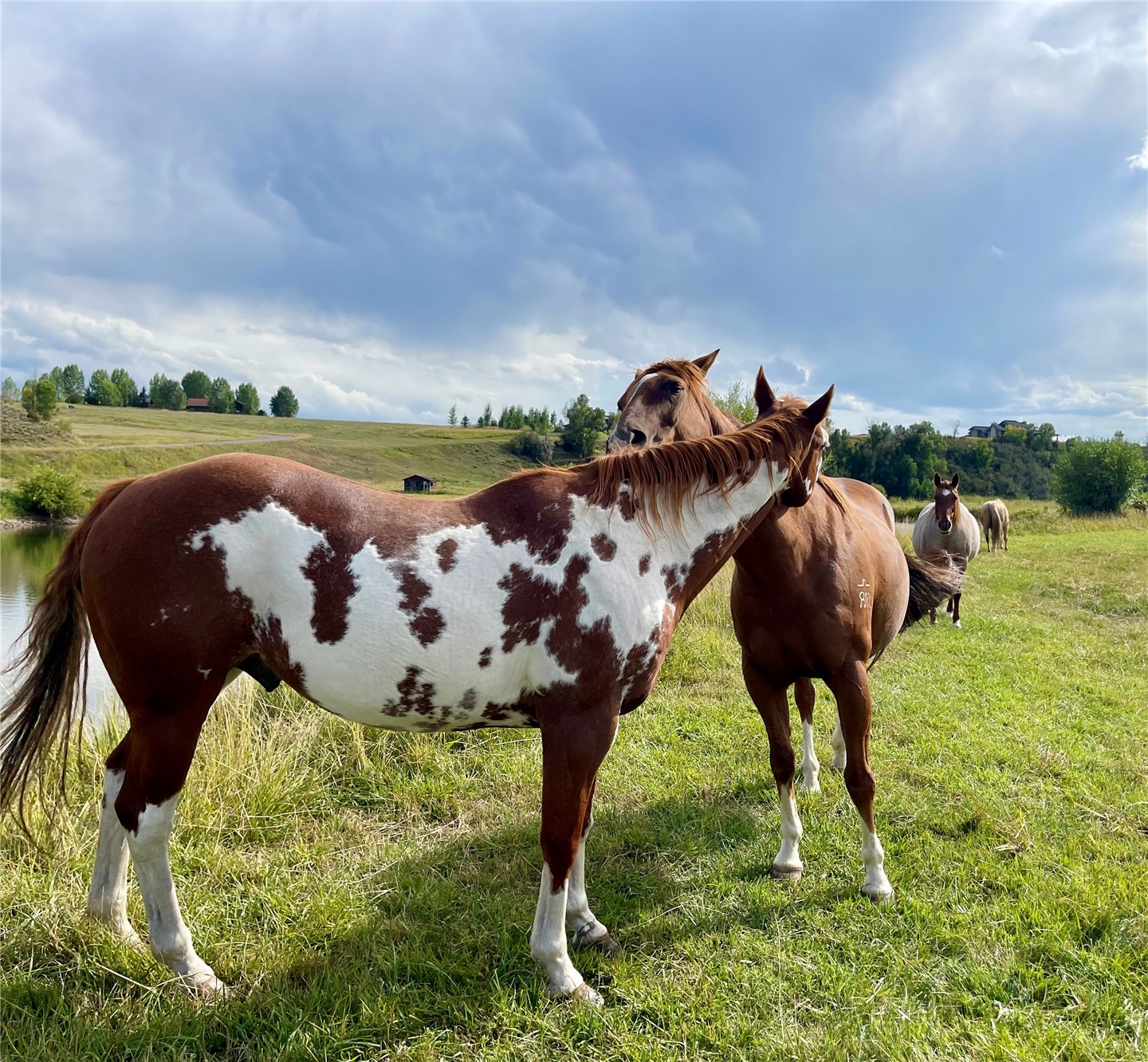 27095 Fire Song Road Steamboat Springs, CO 80487 - Photo 34 of 39 a view of yard in front of house with outdoor seating
