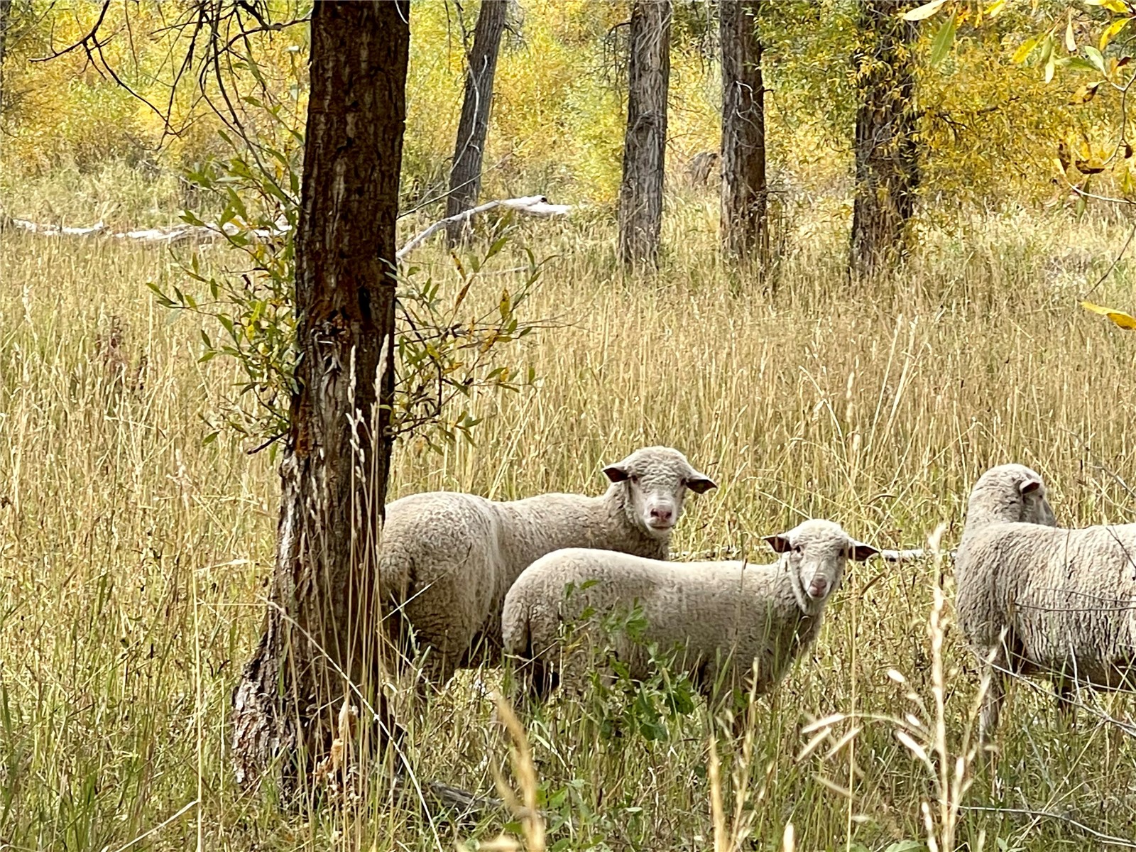 27095 Fire Song Road Steamboat Springs, CO 80487 - Photo 37 of 39 a bed sitting in a bedroom next to a window