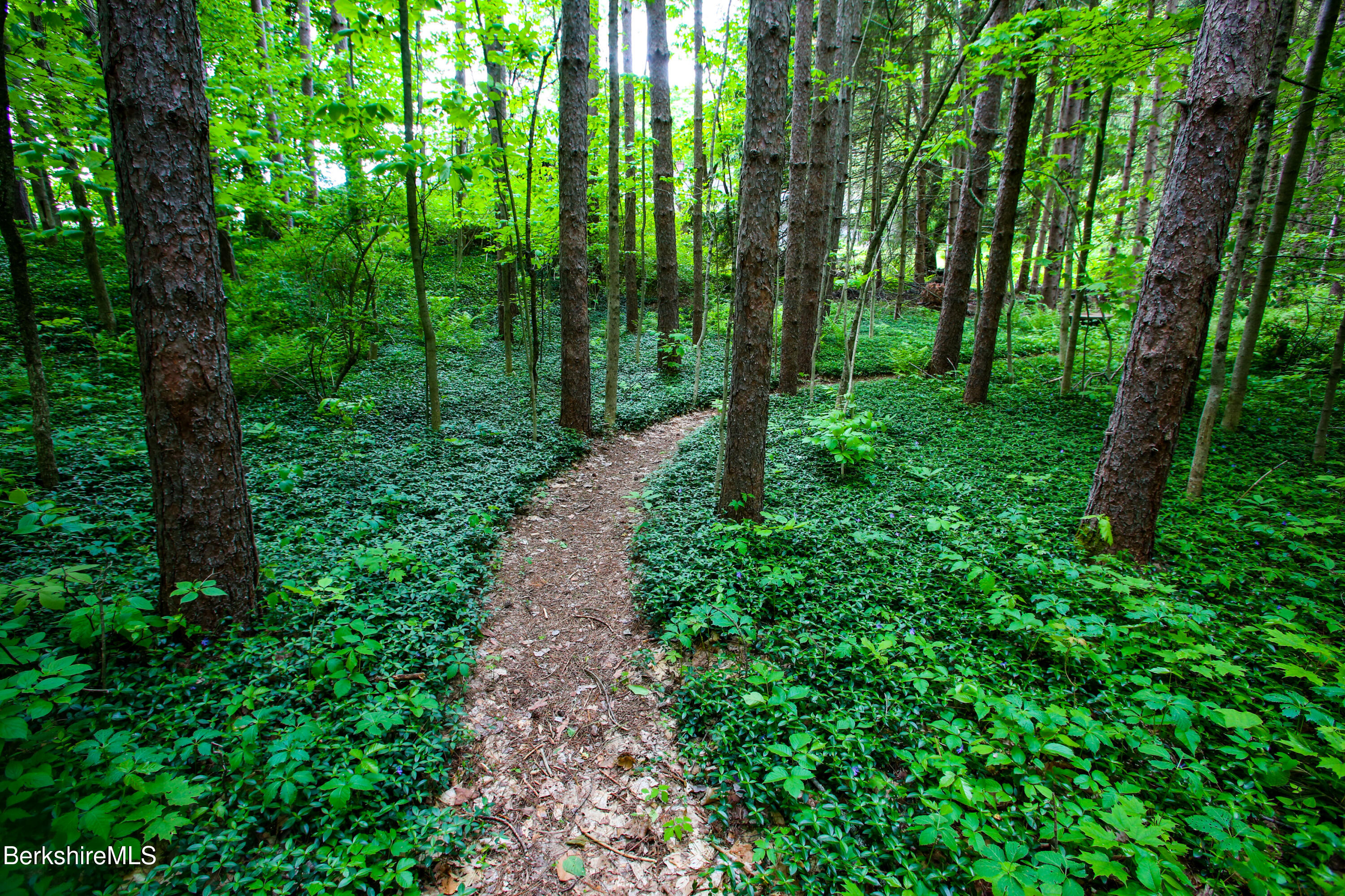 31 West Oxbow Road Charlemont, MA 01370 - Photo 34 of 39 a view of a lush green forest