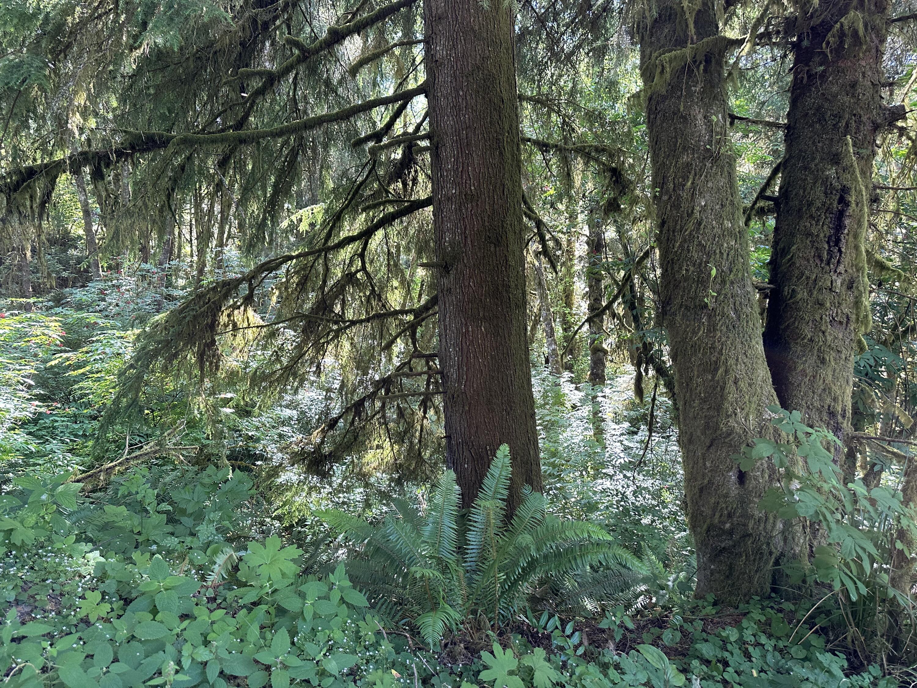 Lot#00300 Whiskey Creek Road Tillamook, OR 97141 - Photo 12 of 14 Peaceful Woods