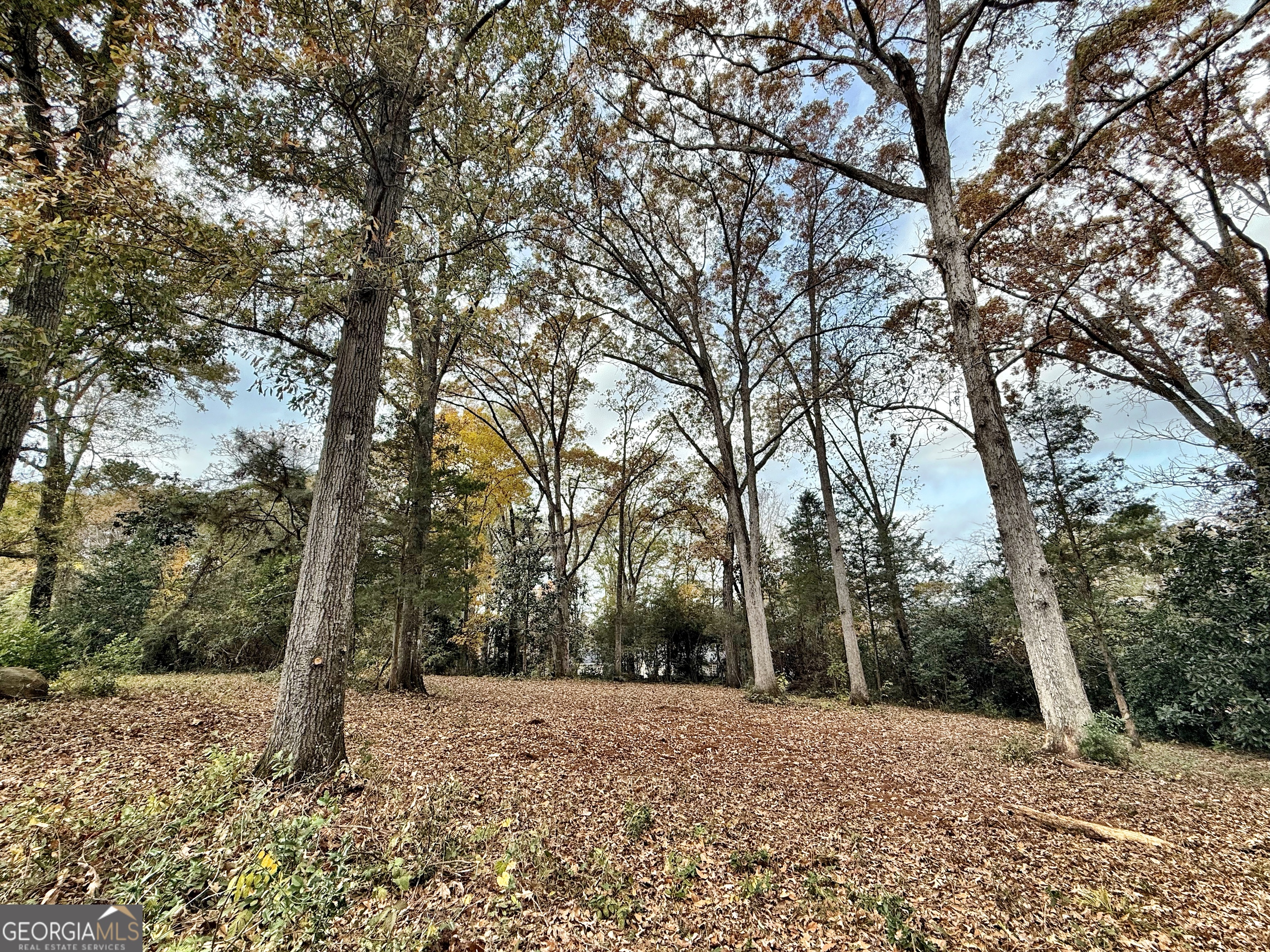 a pathway of a forest