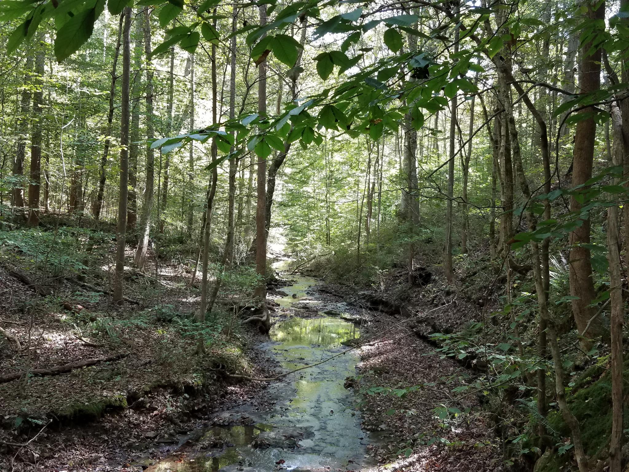 a view of a forest with lots of trees