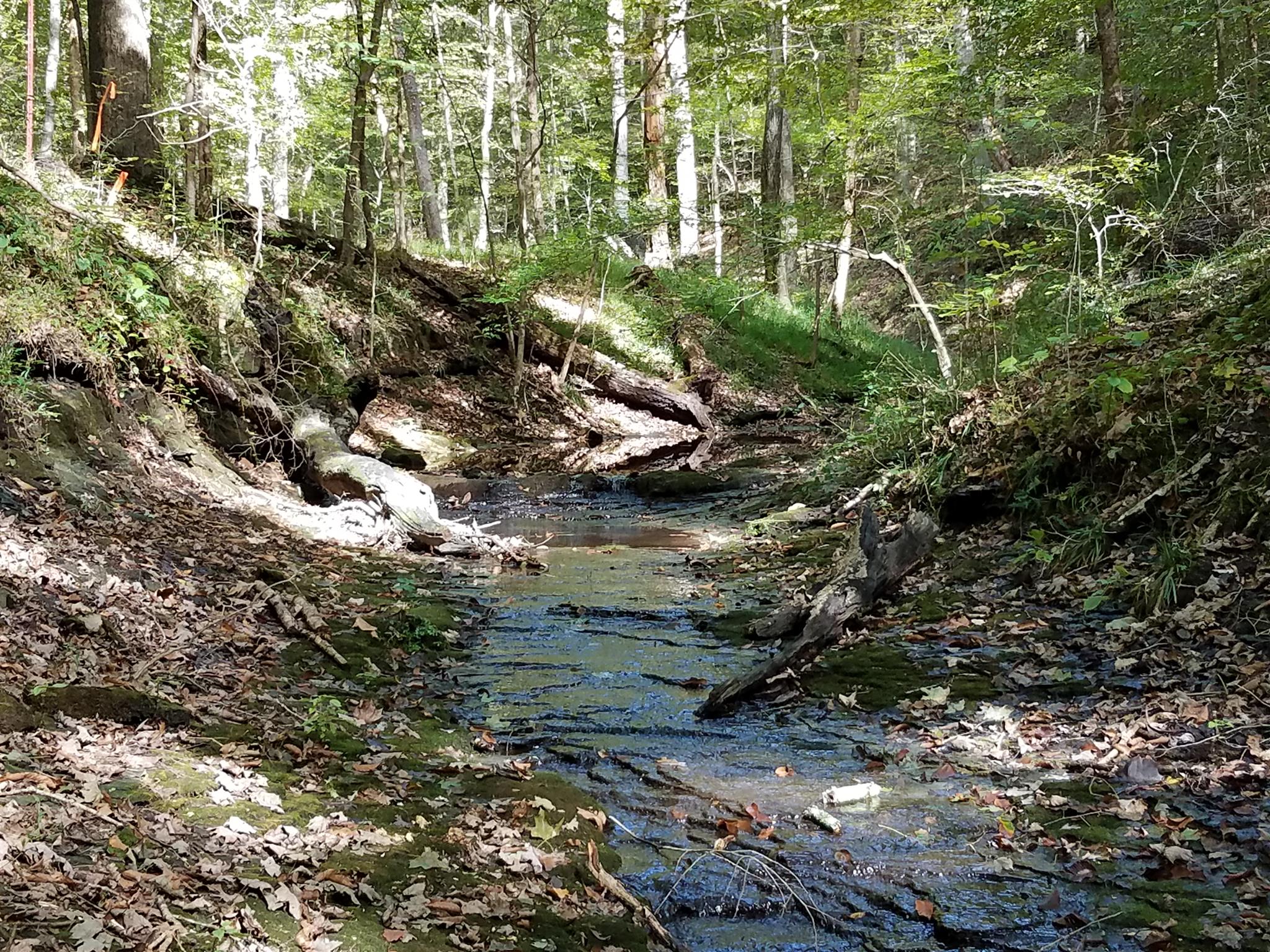 2 Poplar Ridge Primm Springs, TN 38476 - Photo 6 of 6 a view of a forest with a tree