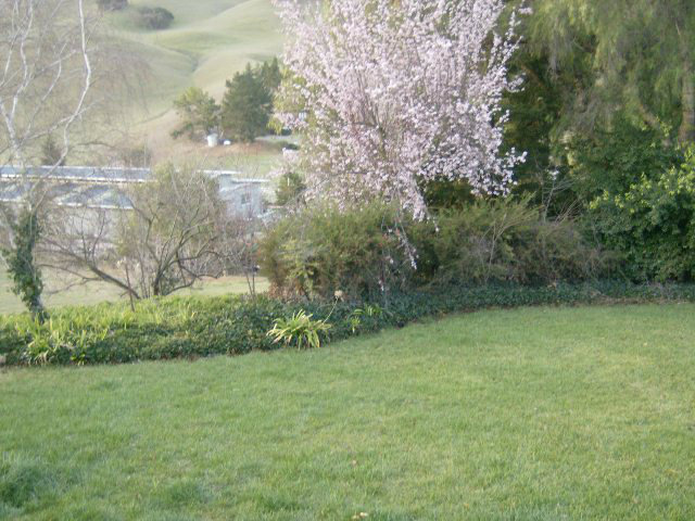 4061 Cienega Road Hollister, CA 95023 - Photo 25 of 25 a view of a yard with a tree