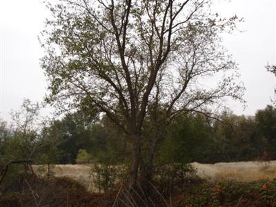 38530 Dunlap Road Dunlap, CA 93621 - Photo 10 of 12 Gallery Image 10