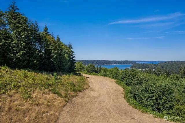 a view of a dry yard with trees in the background