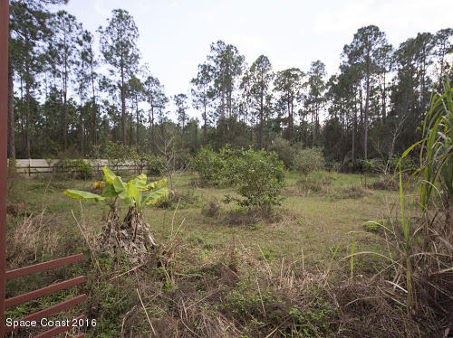 1210 Gopher Slough Road Mims, FL 32754 - Photo 31 of 32 Fruit trees