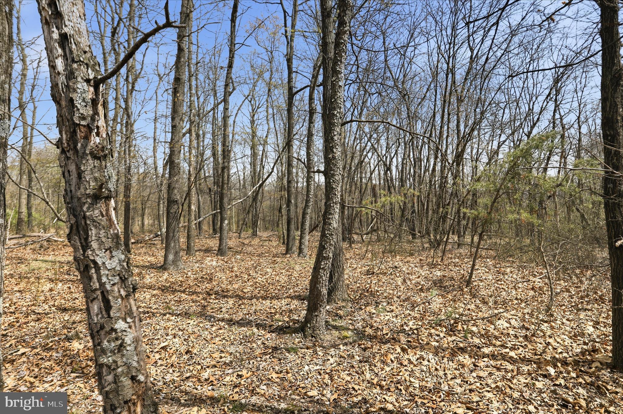 a view of empty room with a tree