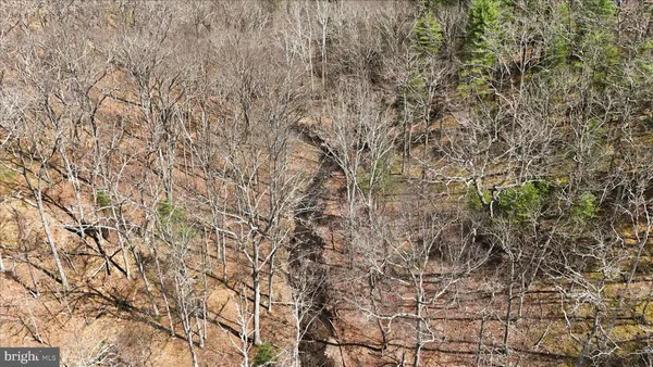 a view of a yard with a trees