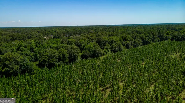 a view of a lush green space