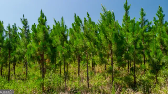 a view of a bunch of trees and bushes