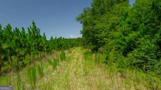 a view of a lush green forest