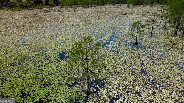 a view of a dry yard with trees in the background