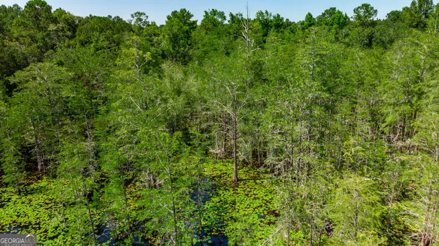 a view of a yard with a plant