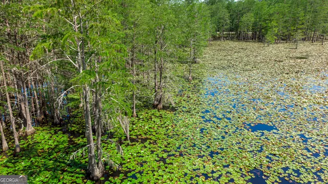 a view of a palm plant that is in front of house