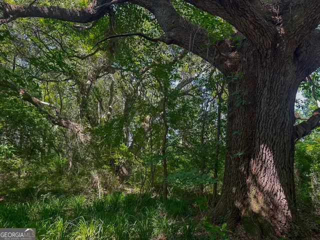 a close up of a tree in a garden