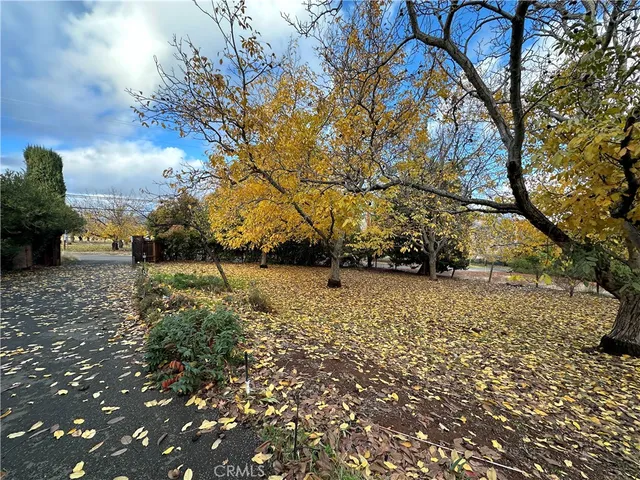 a street view with large trees
