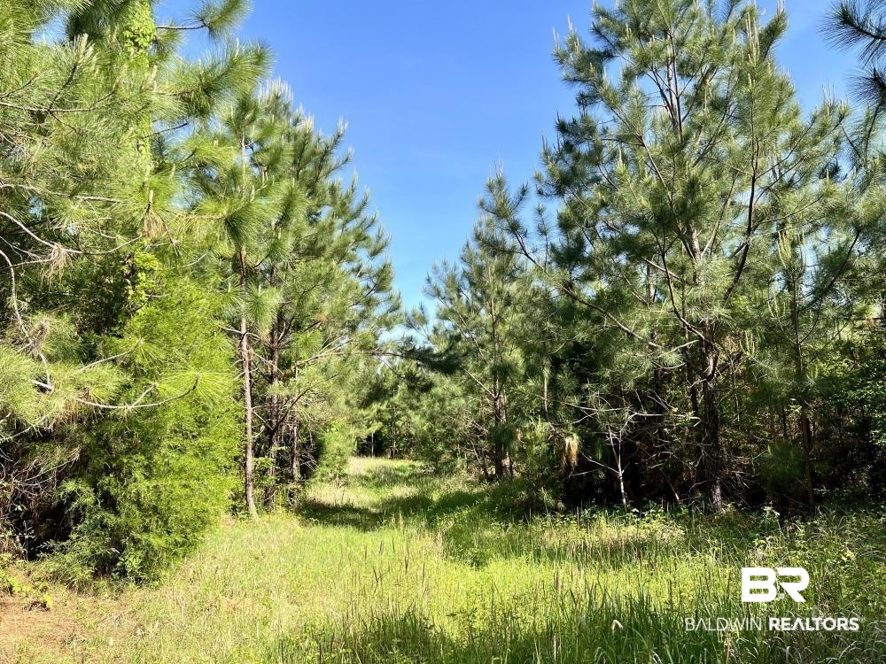 0 Fluker Kiel Road Coffeeville, AL 36524 - Photo 6 of 34