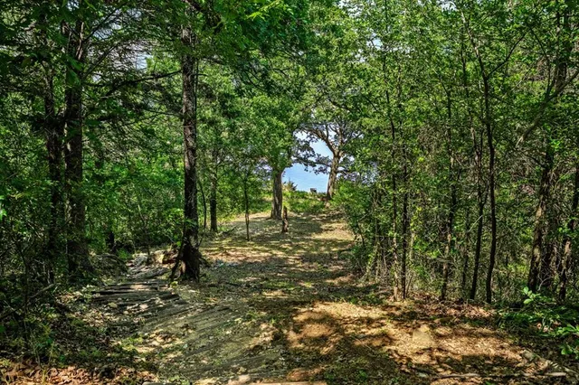 a view of a forest with trees