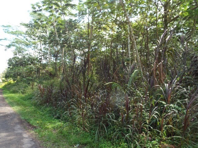 416 Lehua Road Pahoa, HI 96778 - Photo 1 of 6 a view of a tree in a forest