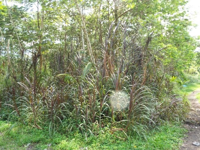 416 Lehua Road Pahoa, HI 96778 - Photo 2 of 6 a view of a yard with a tree