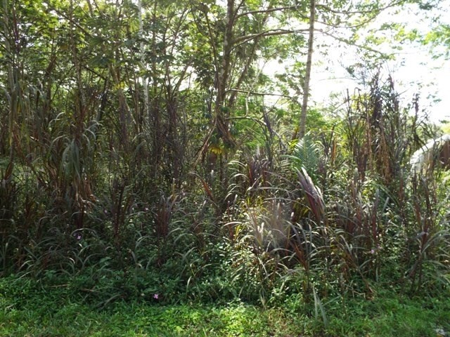 416 Lehua Road Pahoa, HI 96778 - Photo 3 of 6 a view of a tree in a yard