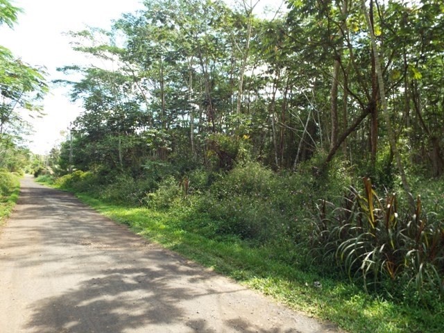416 Lehua Road Pahoa, HI 96778 - Photo 4 of 6 a view of a yard with plants and large trees