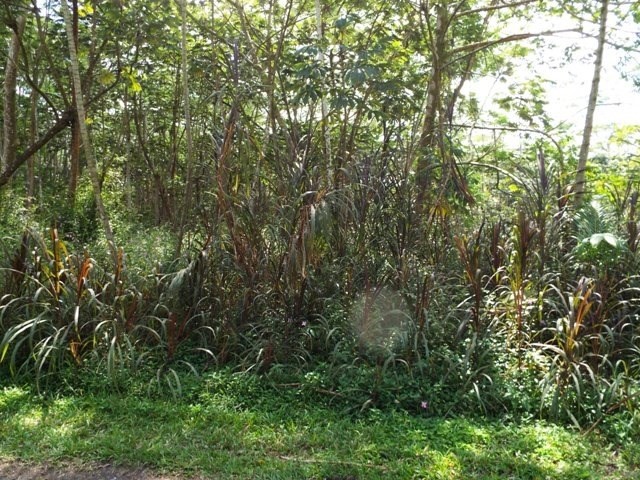 416 Lehua Road Pahoa, HI 96778 - Photo 5 of 6 a view of a yard with a tree