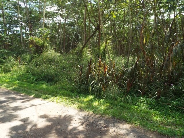 416 Lehua Road Pahoa, HI 96778 - Photo 6 of 6 a view of a yard with plants and large trees