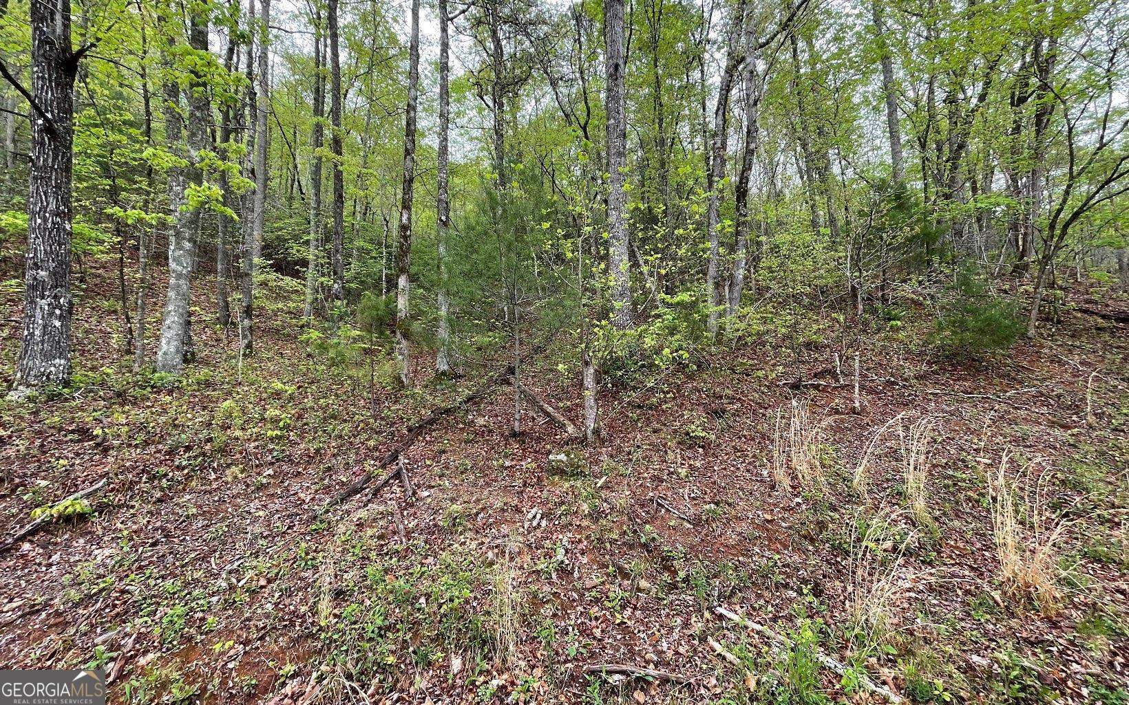 Lot 31 Nelson Ridge Hayesville, NC 28904 - Photo 11 of 15 a view of a forest with trees