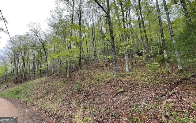 a view of a forest with trees