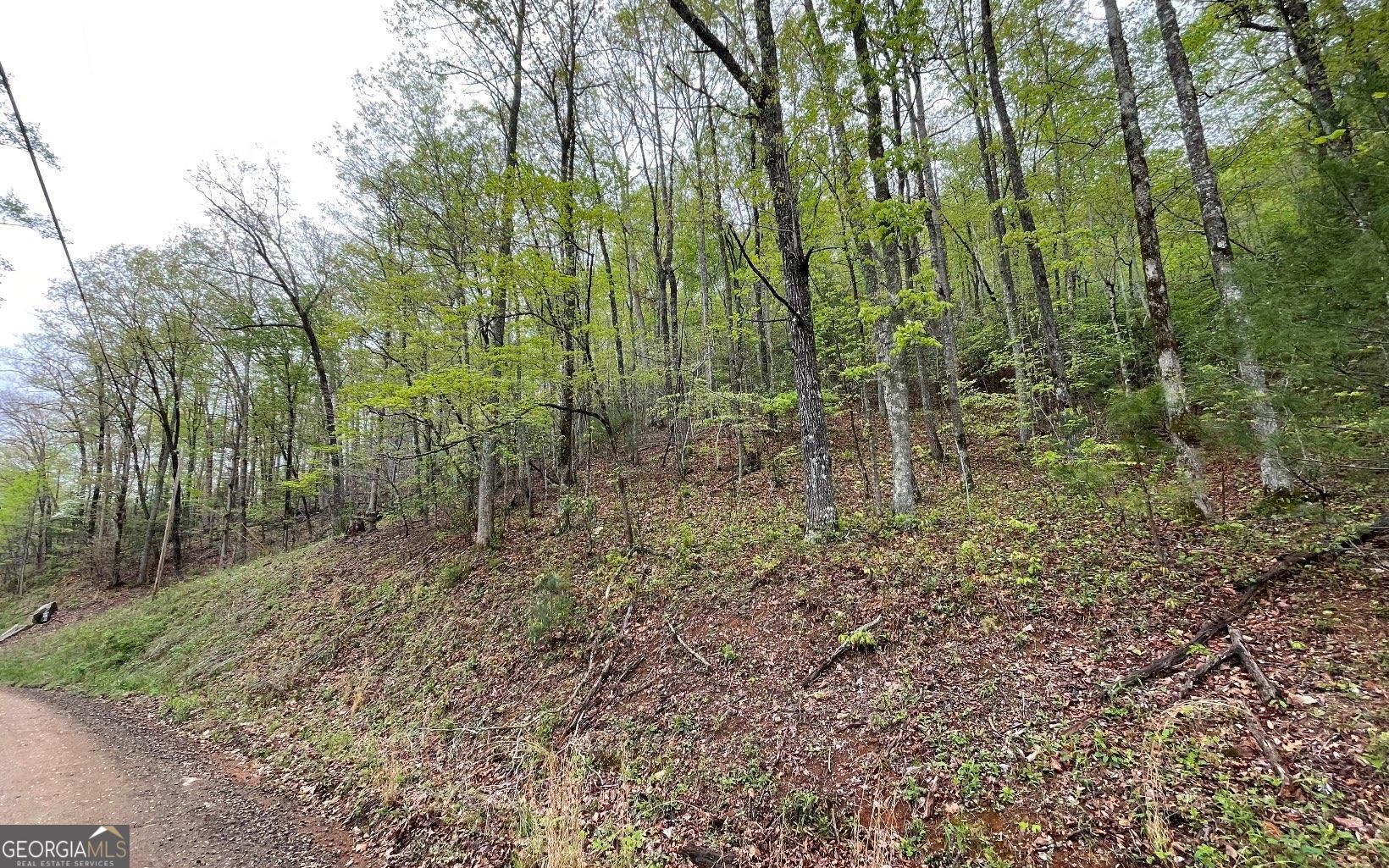 Lot 31 Nelson Ridge Hayesville, NC 28904 - Photo 12 of 15 a view of a forest with trees