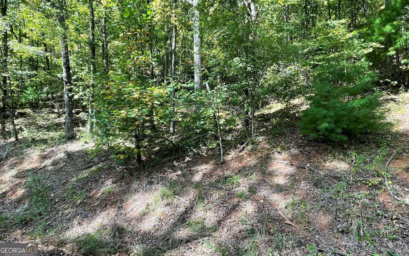 Lot 31 Nelson Ridge Hayesville, NC 28904 - Photo 14 of 15 a view of a forest with lots of trees