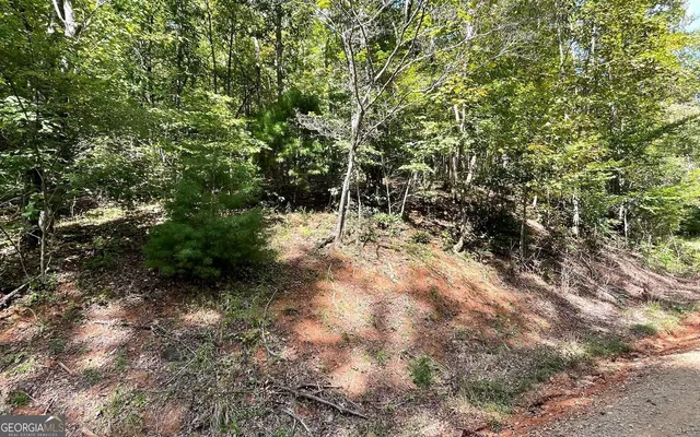 a view of a forest with lots of trees