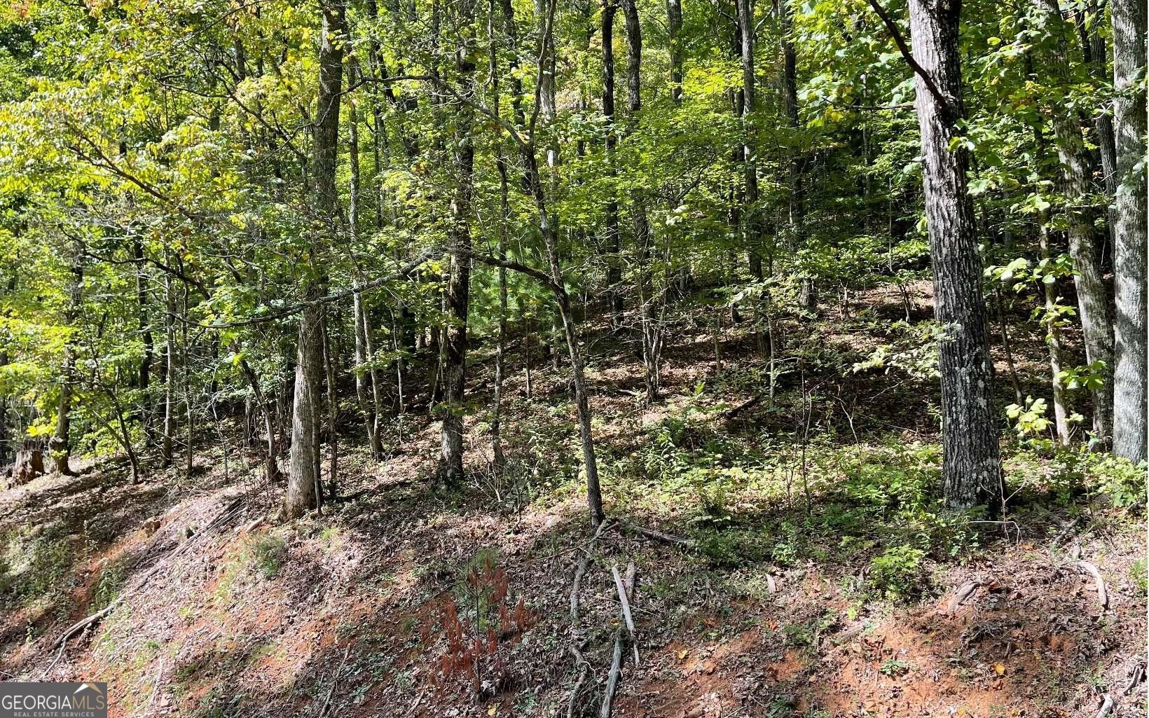 Lot 31 Nelson Ridge Hayesville, NC 28904 - Photo 2 of 15 a view of a forest with lots of trees