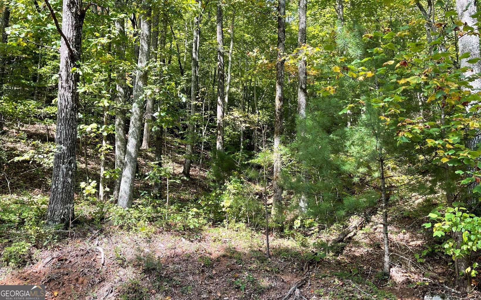 Lot 31 Nelson Ridge Hayesville, NC 28904 - Photo 6 of 15 a view of a forest with lots of trees
