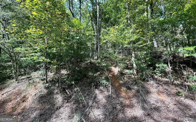 a view of a forest with a tree