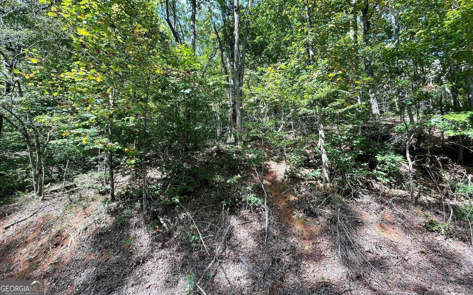 Lot 31 Nelson Ridge Hayesville, NC 28904 - Photo 10 of 15 a view of a forest with a tree