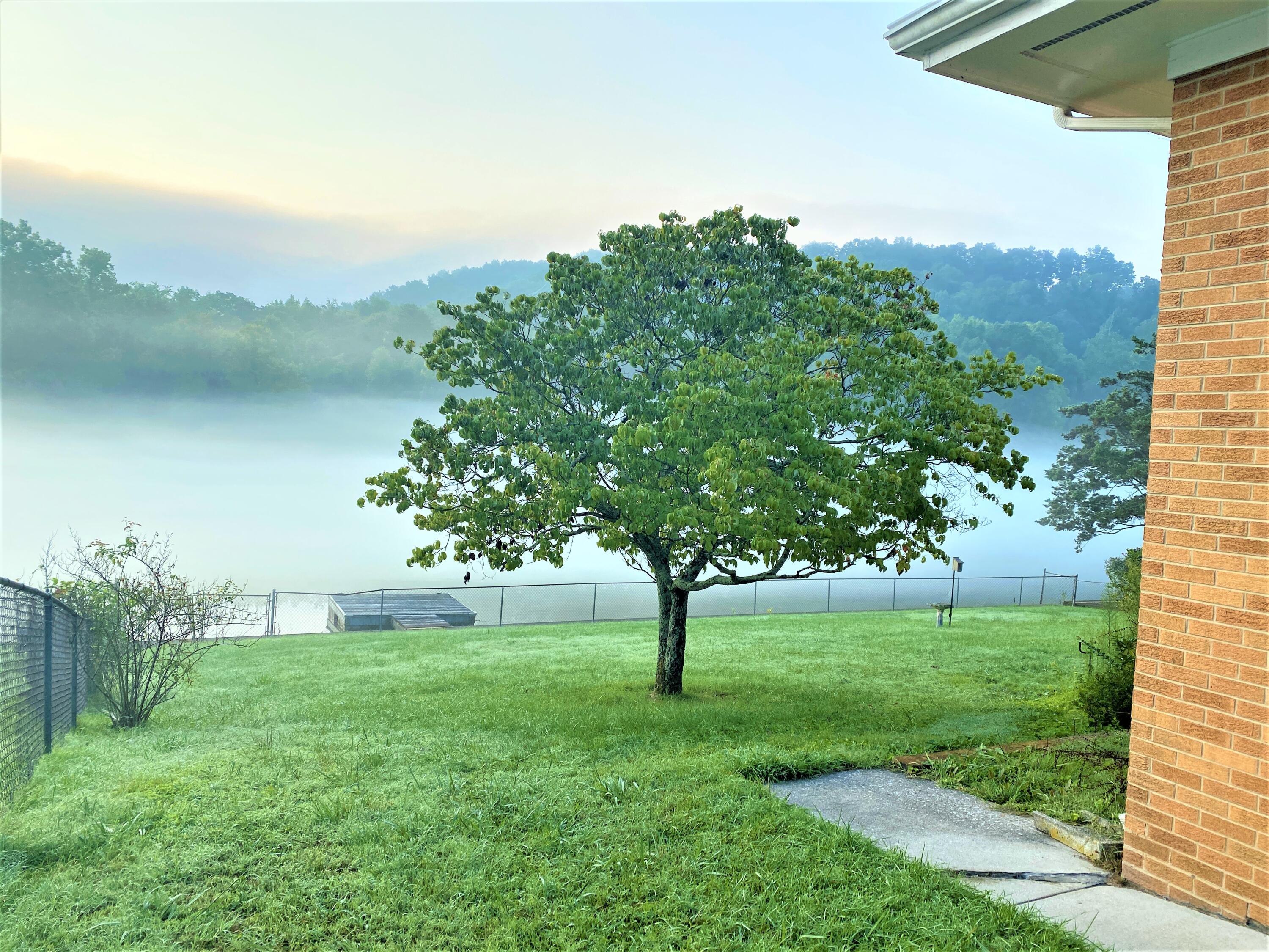 View of Backyard