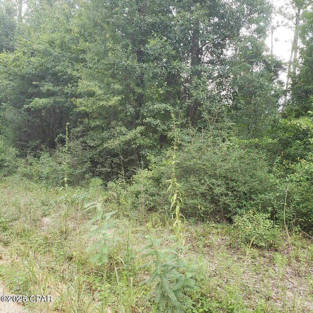 Xxx Foxworth Road Chipley, FL 32428 - Photo 2 of 6
