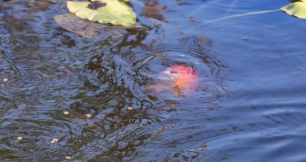 a view of swimming pool with seating area and trees in the background