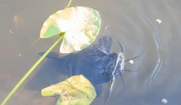 a view of a swimming pool with a lounge chair