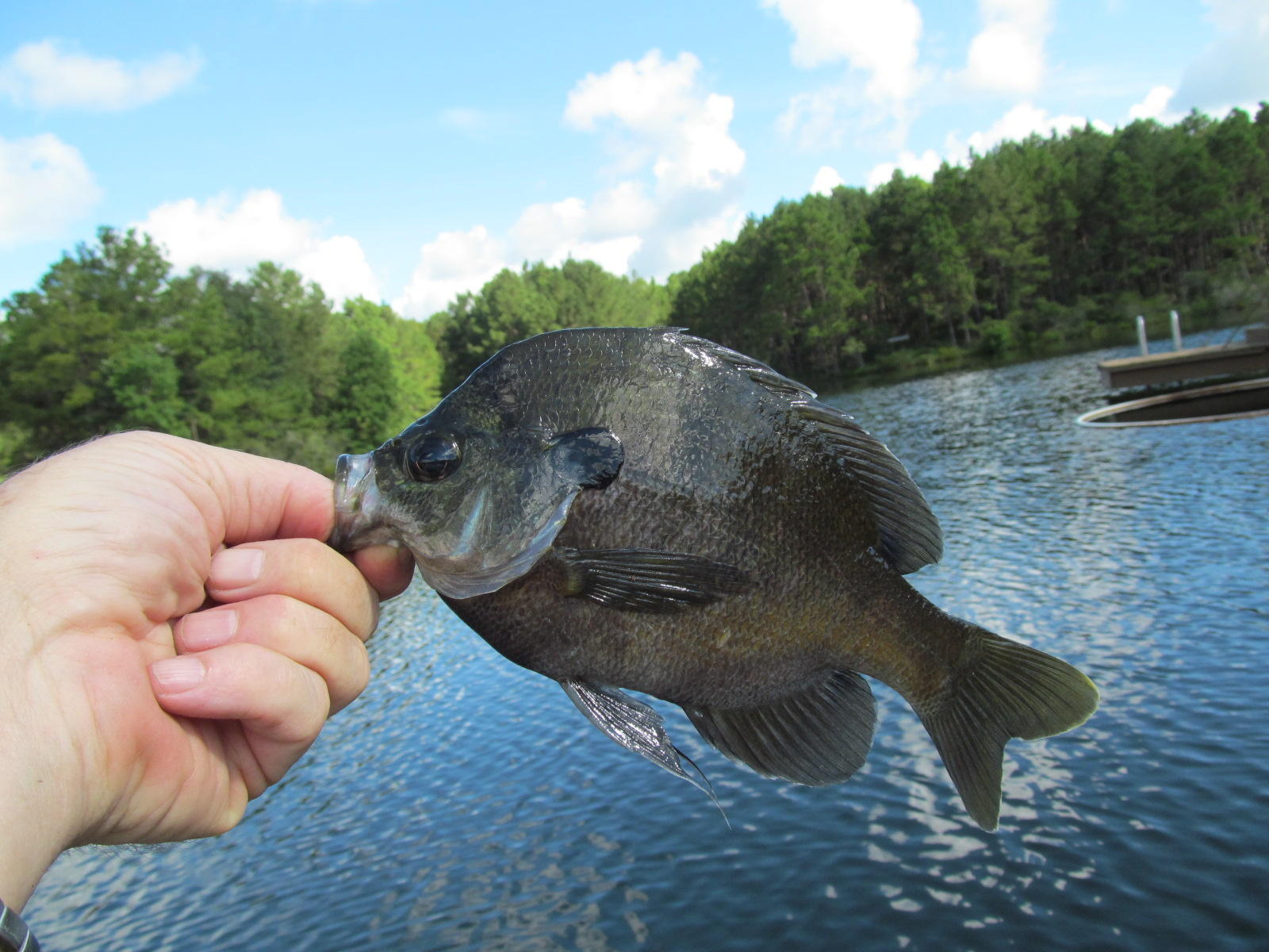 1176 Douglass Crossroad Road DeFuniak Springs, FL 32435 - Photo 43 of 45 big bream