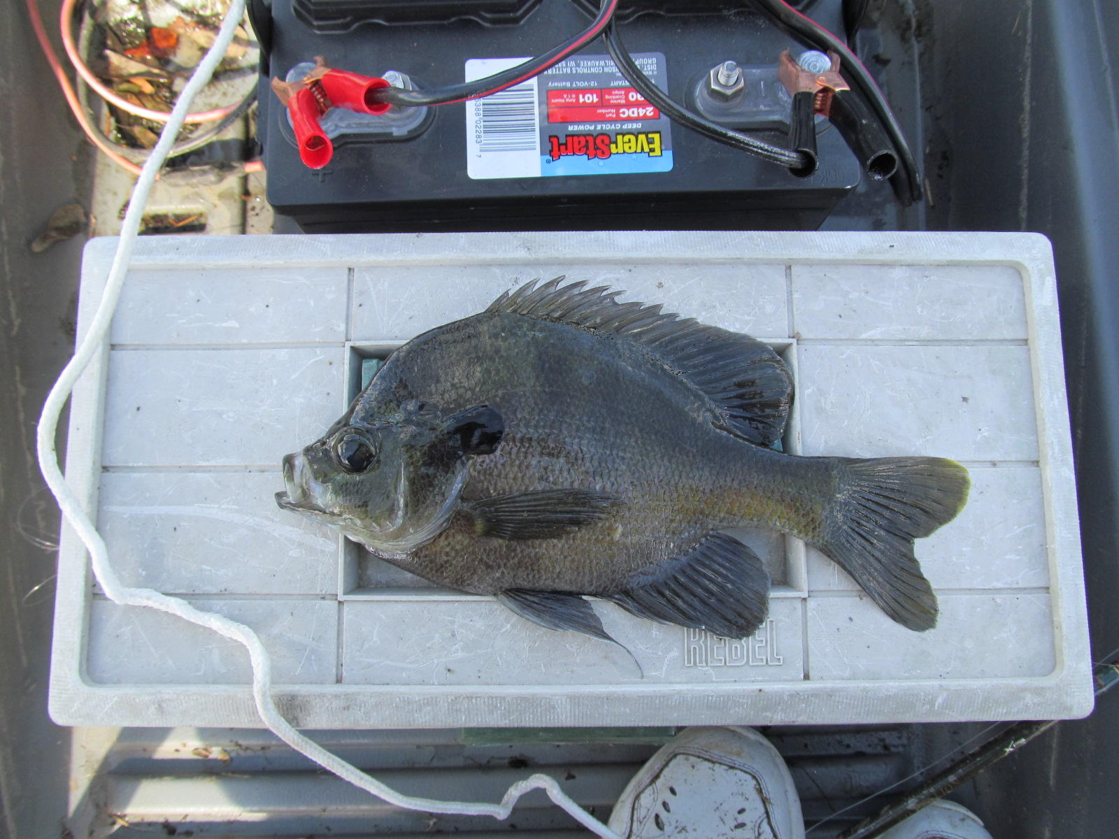 1176 Douglass Crossroad Road DeFuniak Springs, FL 32435 - Photo 44 of 45 trophy bream
