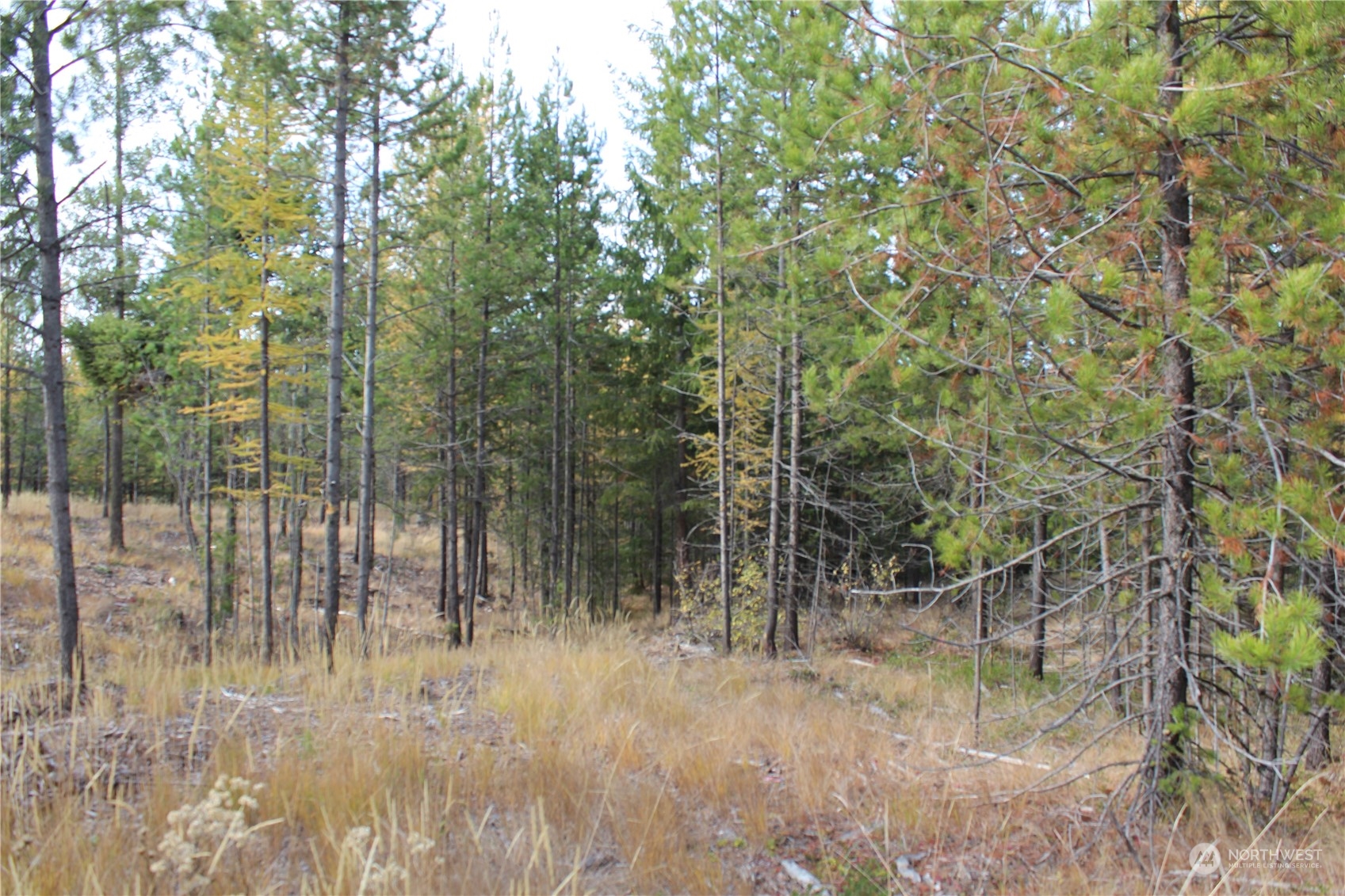 -tbd Stagecoach Trail Riverside, WA 98849 - Photo 2 of 5 Gallery Image 2