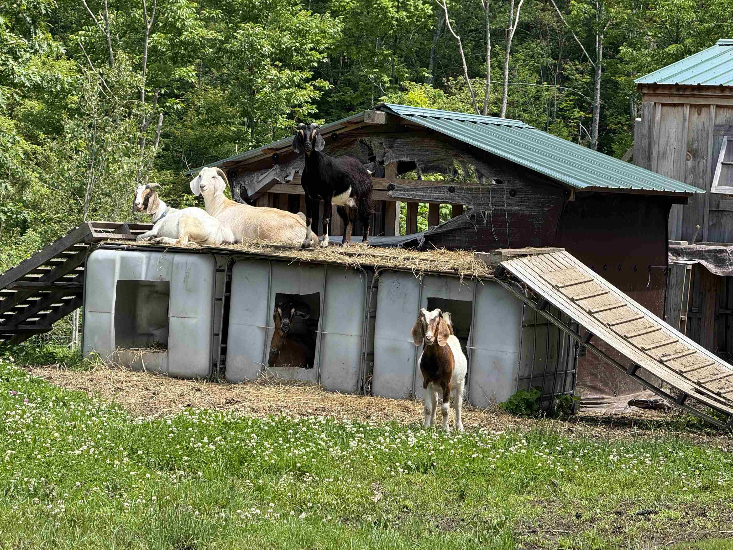 114 Monument Hill Road Springfield, VT 05156 - Photo 41 of 45