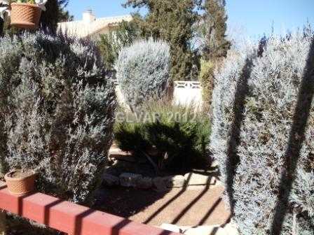 377 Rushing Creek Court Henderson, NV 89014 - Photo 20 of 25 Yard/Garden.