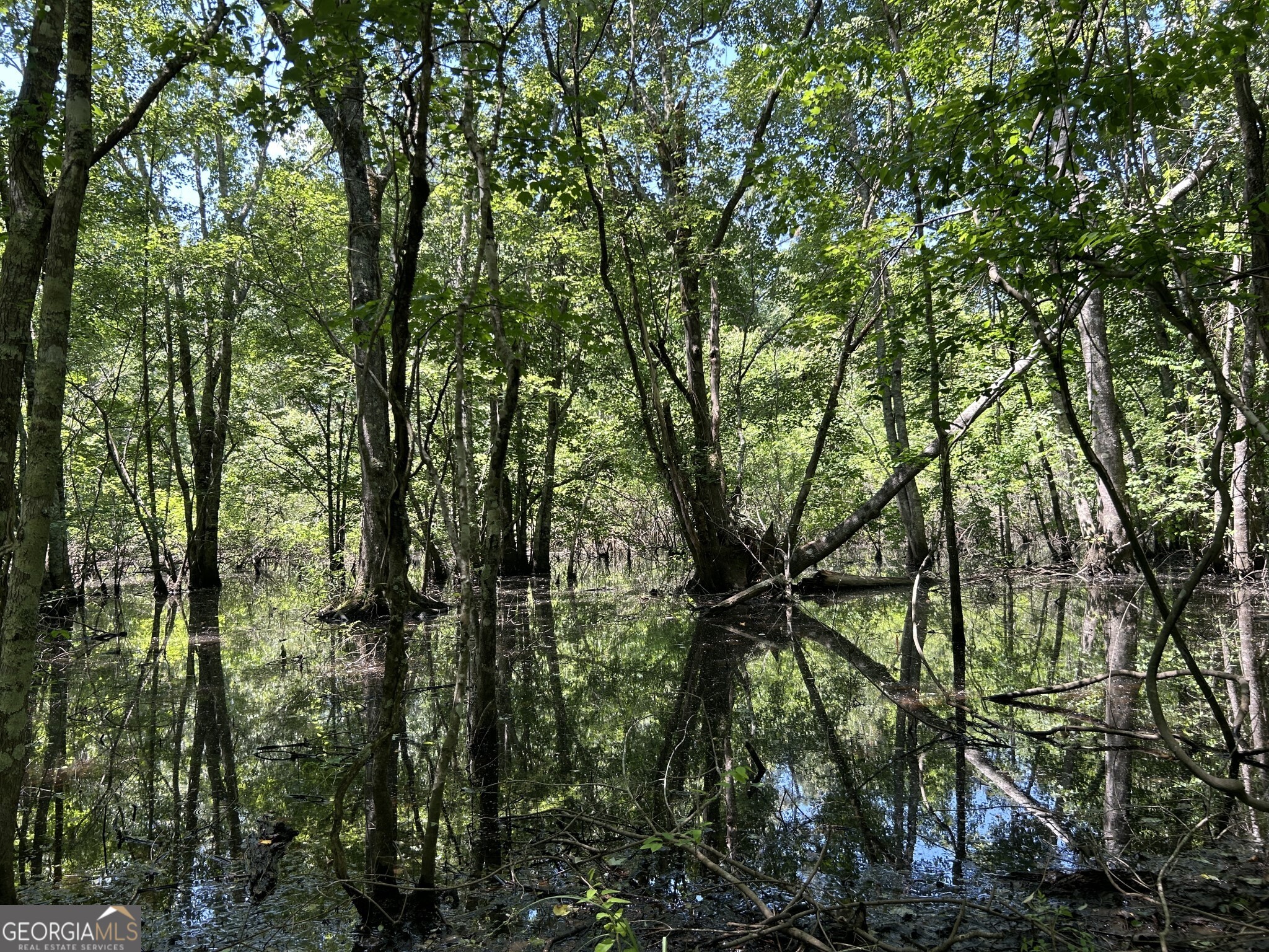 0 Dewey Thomas Road, Unit LOT 14 Dexter, GA 31019 - Photo 6 of 13 a view of forest